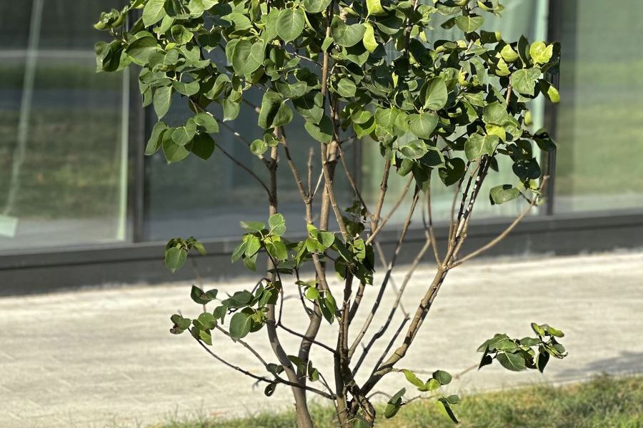 Обработка и защита деревьев от вредителей и болезней