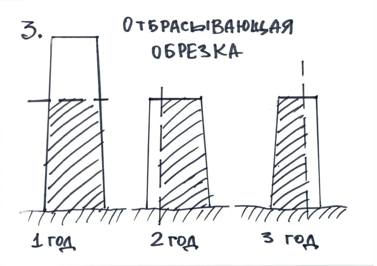 Почему живые изгороди оголяются снизу?